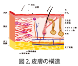 図2.皮膚の構造