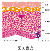 図3.表皮